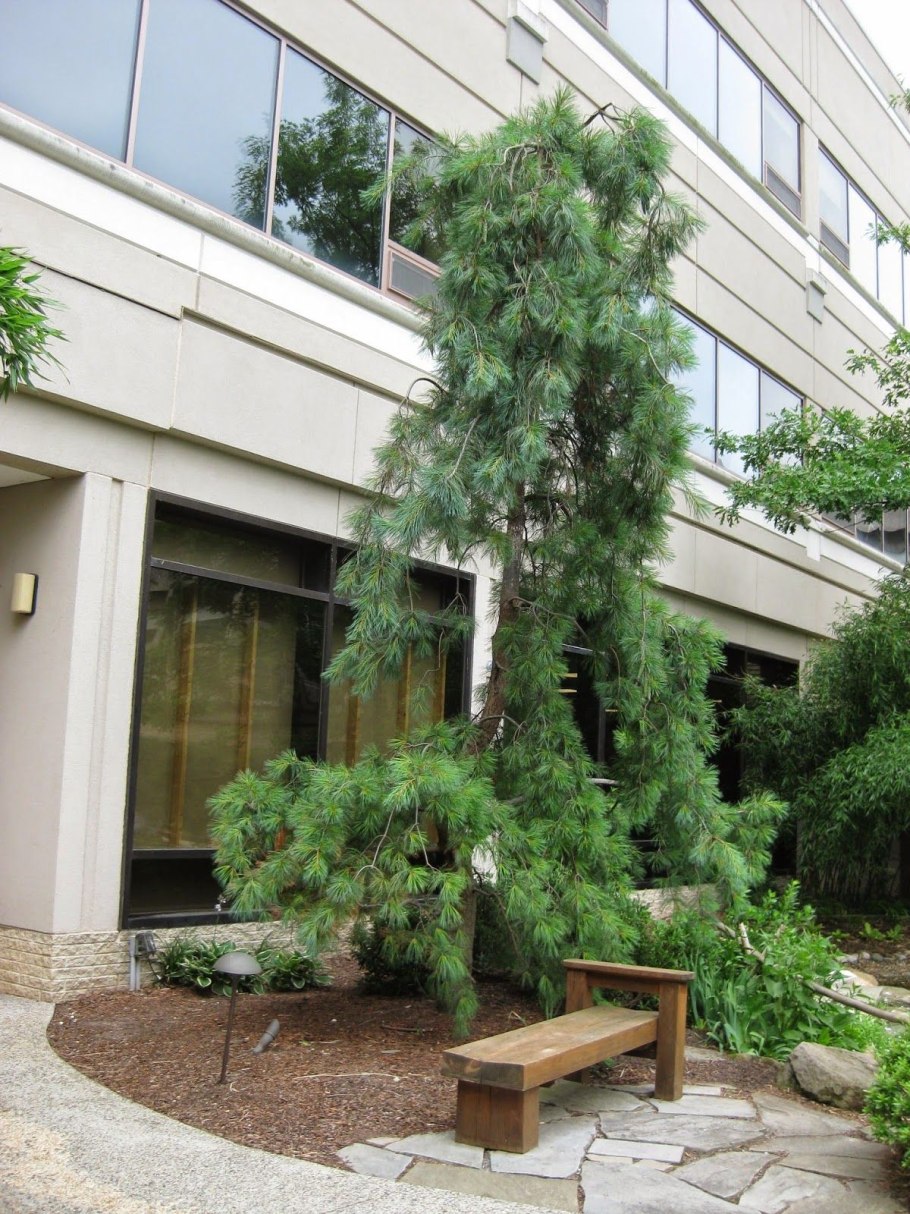 Сосна черная в питомнике