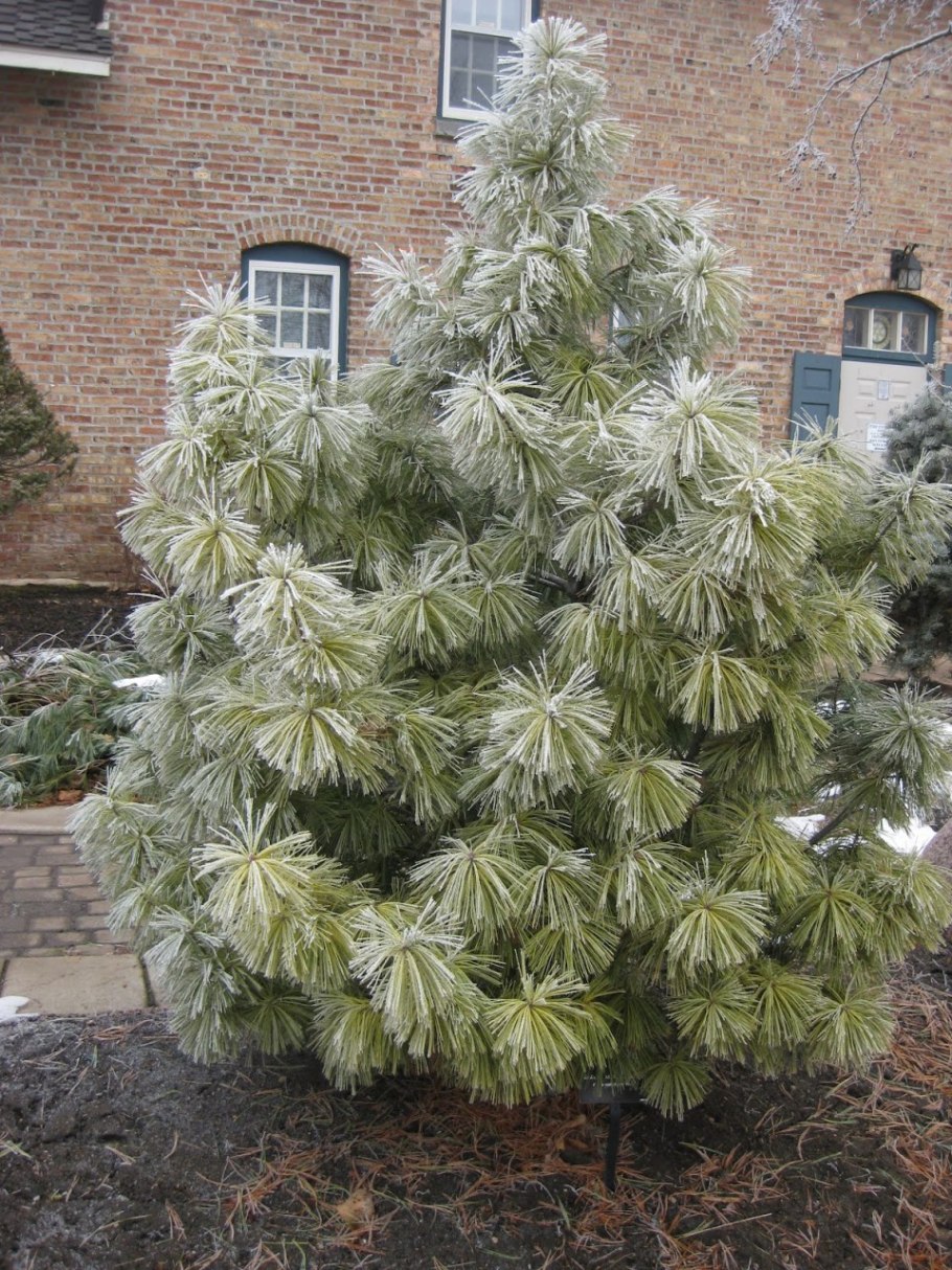 Хвоя по штуке в пучке это