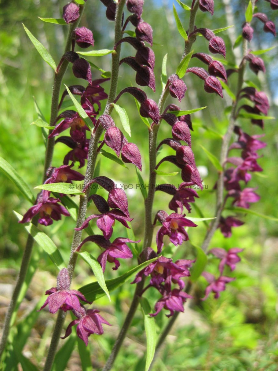Дремлик темно-красный (Epipactis atrorubens)