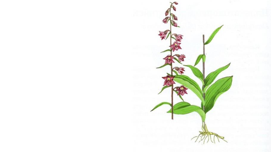 Дремлик темно-красный (Epipactis atrorubens)