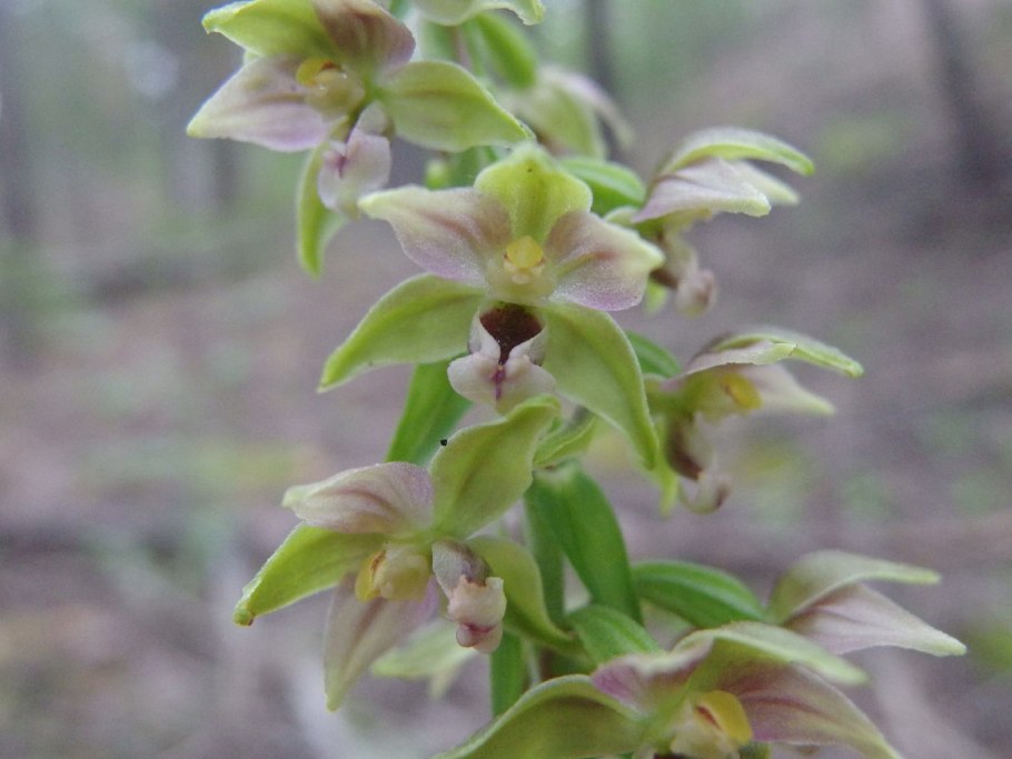 Лесная Орхидея Дремлик болотный