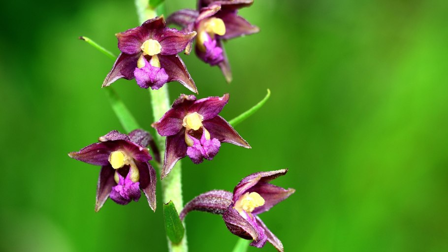 Epipactis royleana