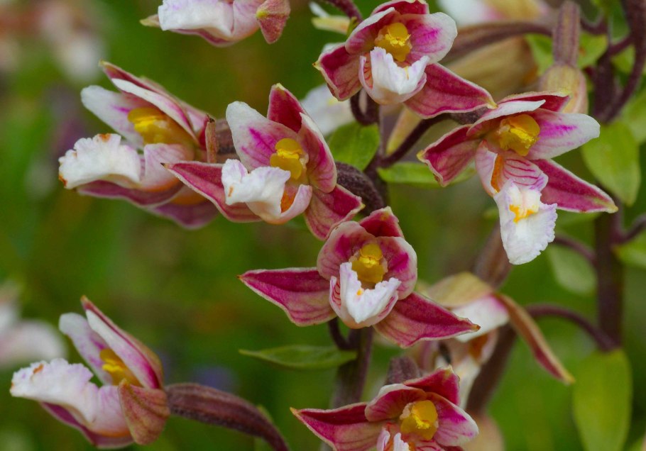 Растение Epipactis atrorubens Королевский геллеборин в Шотландии