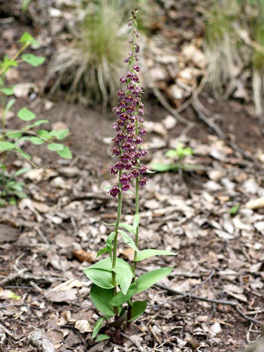 Дремлик ржаво-красный