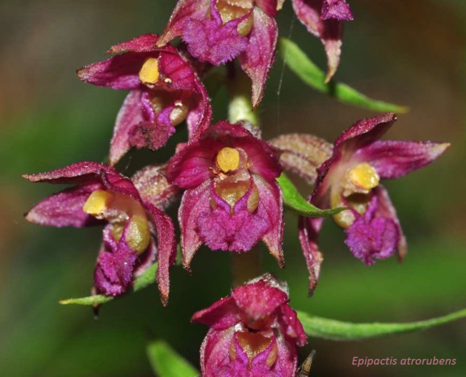 Дремлик темно-красный