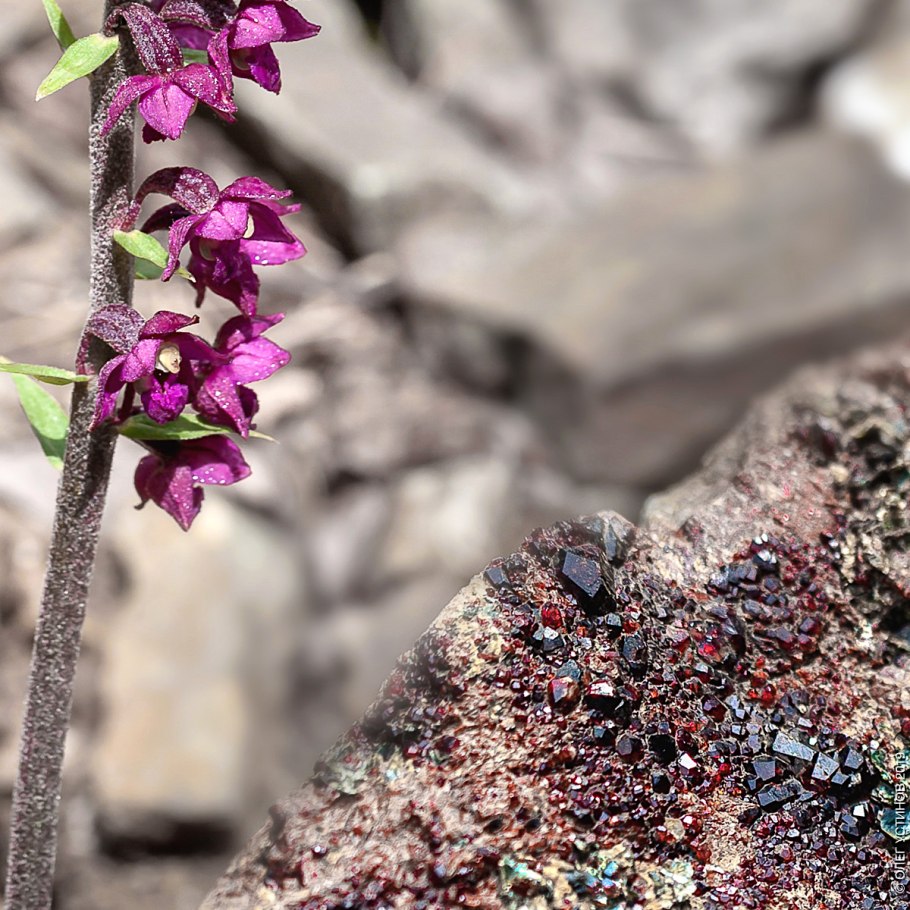 Растения красной книги ятрышник Дремлик