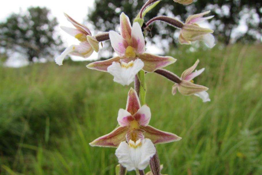 Дремлик широколиственный