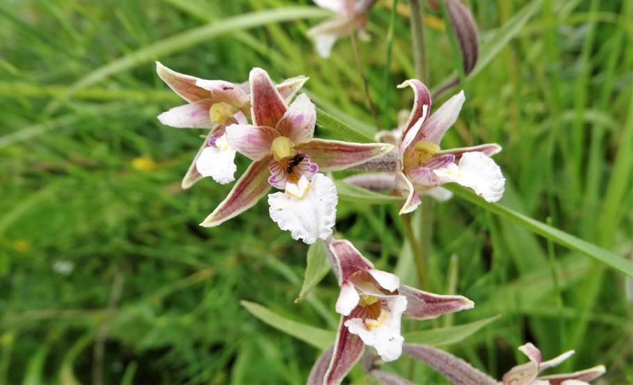 Каланта palustris