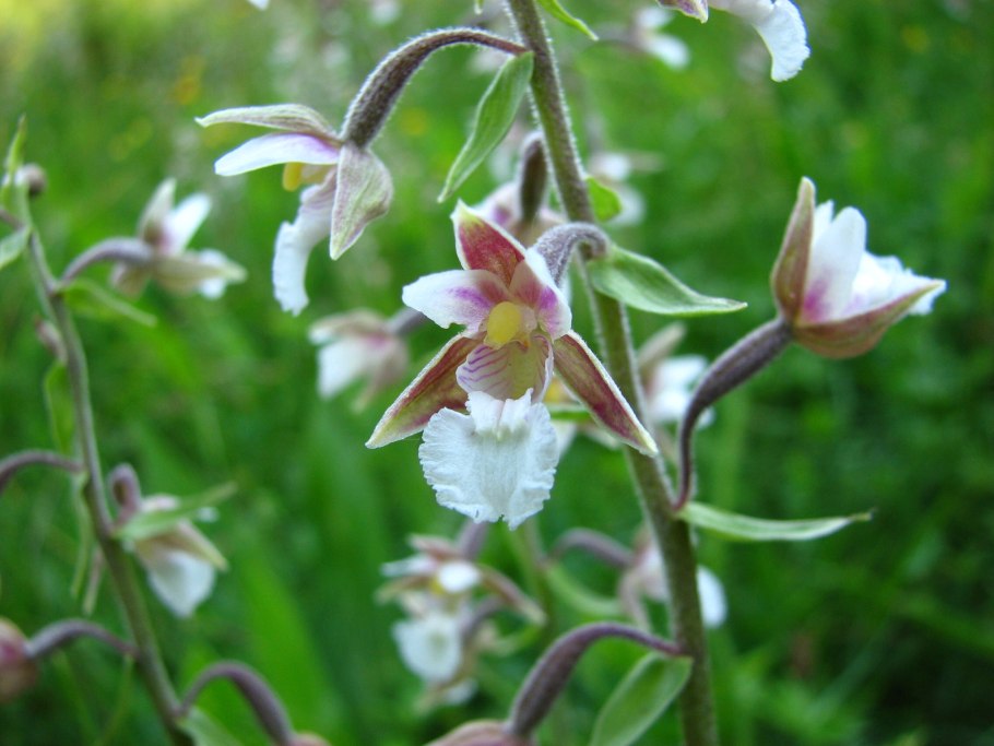 Epipactis gigantea 'serpentine Night'