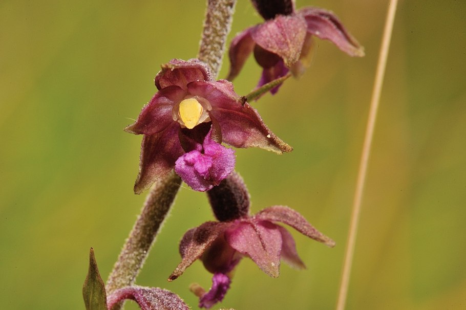 Дремлик тёмно-красный (epipactis atrorubens).