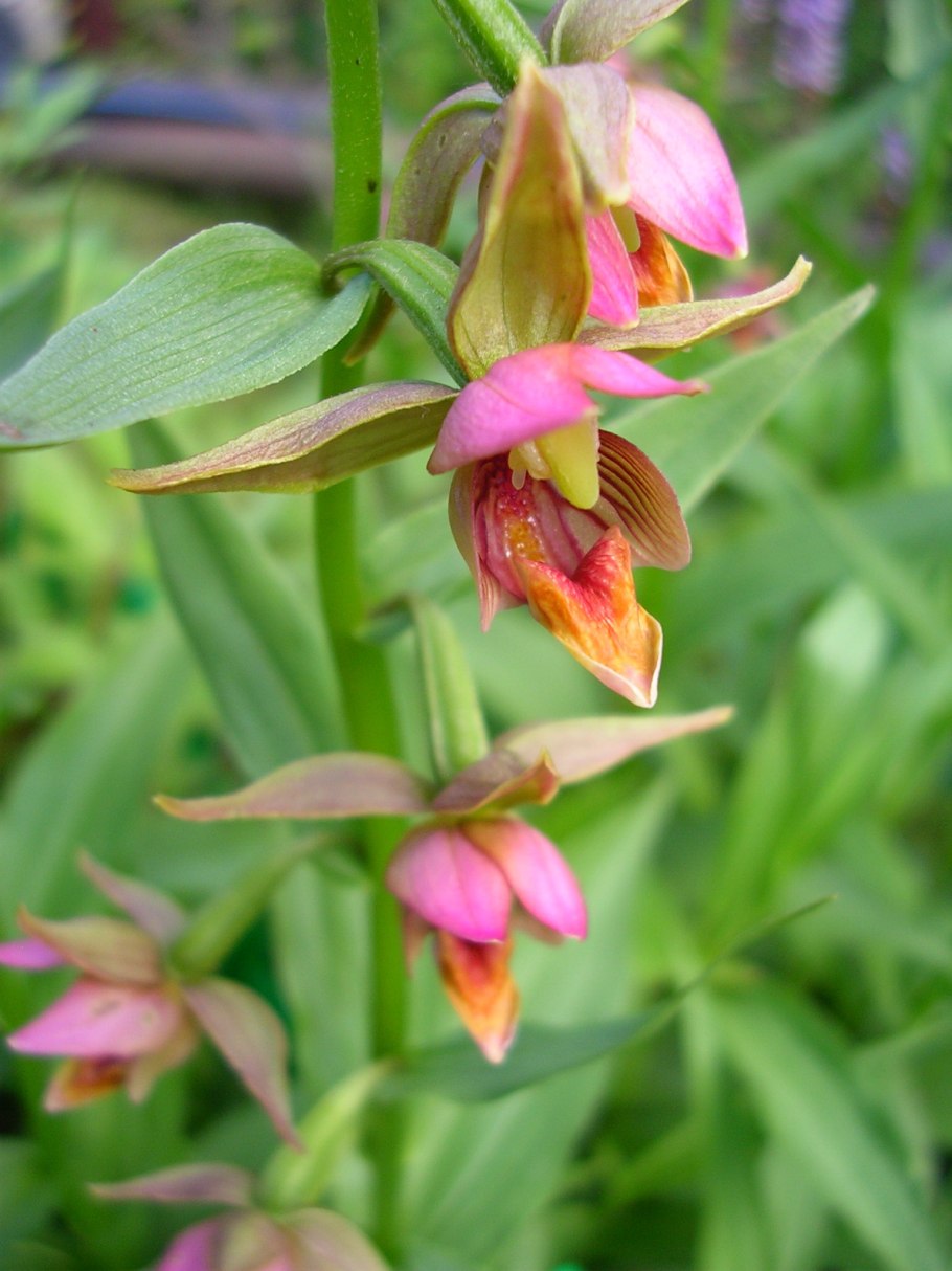 Дремлик зимовниковый – Epipactis helleborine