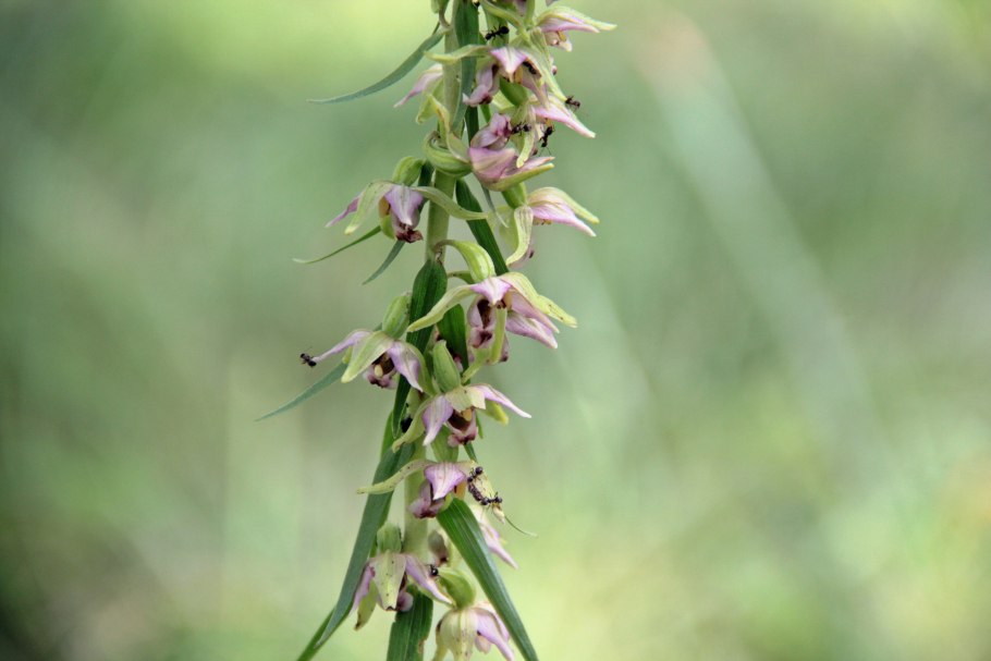 Epipactis helleborine