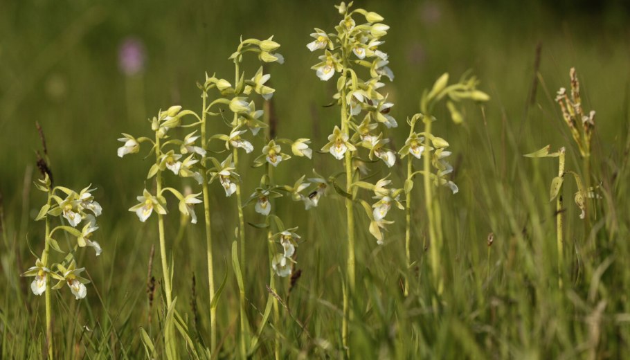 Дремлик мясо-красный