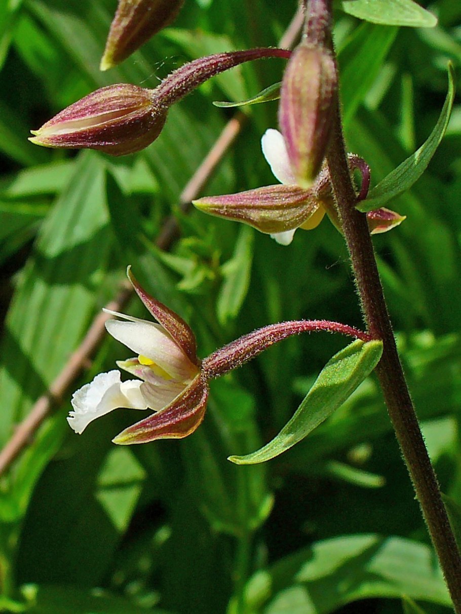 Дремлик зимовниковый – Epipactis helleborine