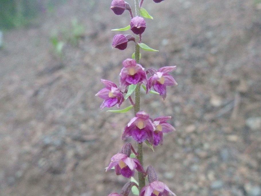 Дремлик болотный