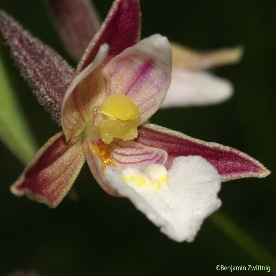 Дремлик (Epipactis gigantea) 'Night serpentine'