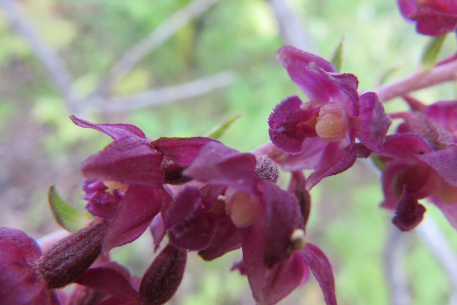 Дремлик морозниковый