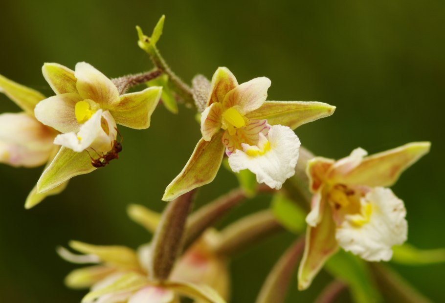 Любка двулистная