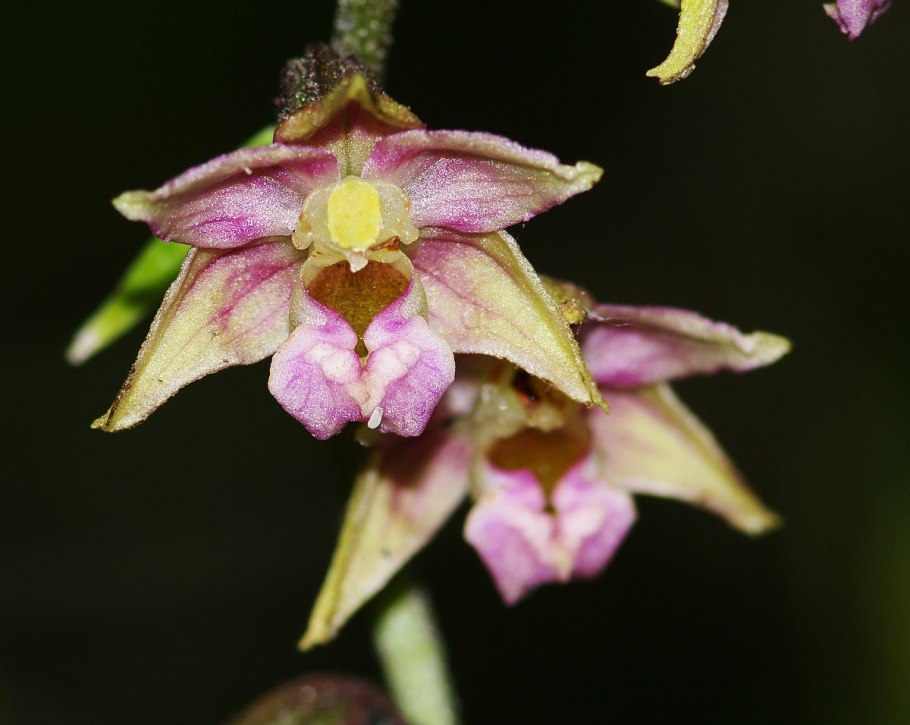 Орхидеи в России псевдокопуляция