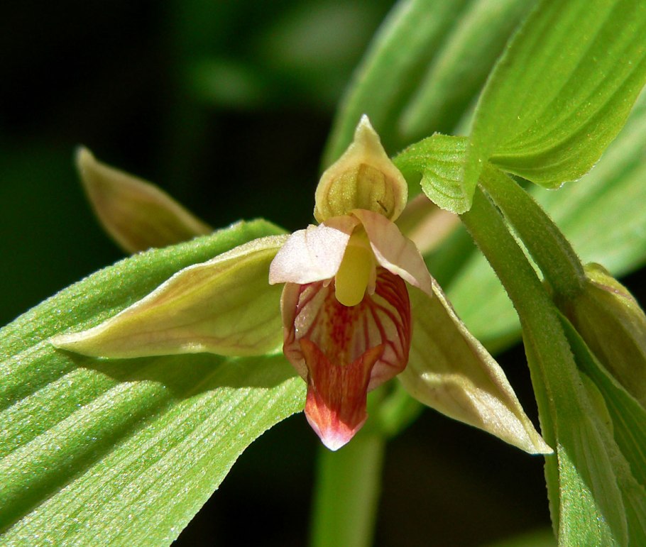 Epipactis thunbergii 'Karuizawa'
