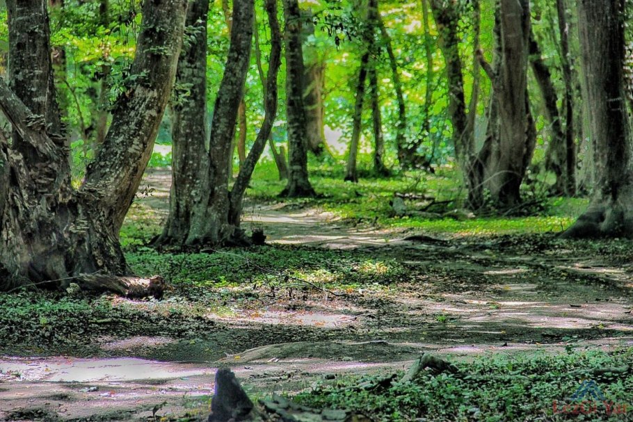 Самурский субтропический лес