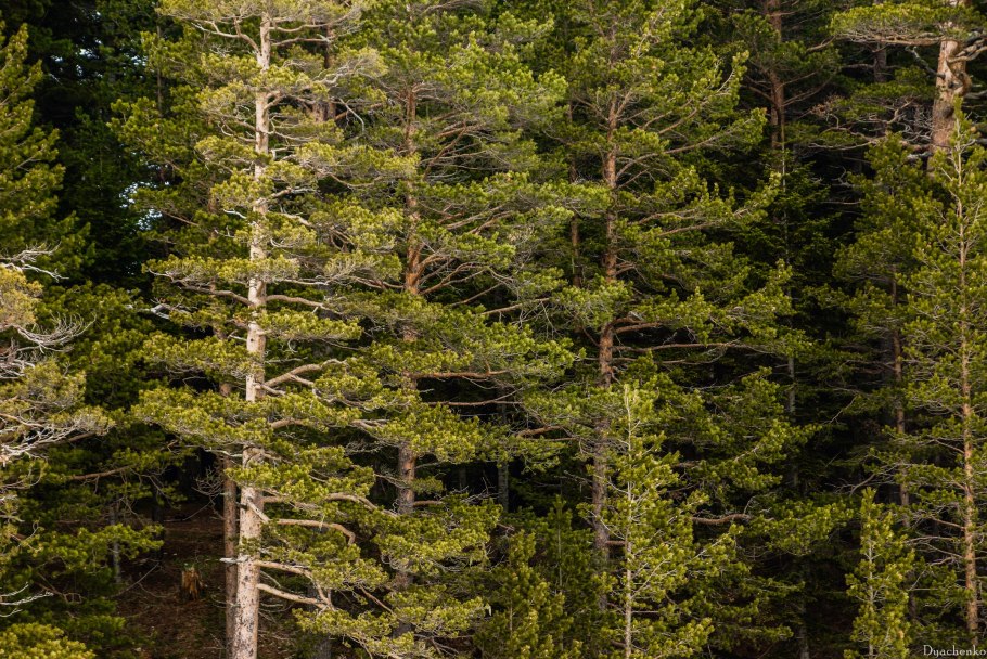 Пихтовые леса Кыргызстана