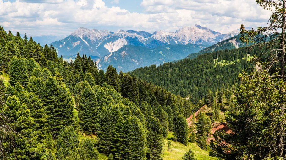 Кавказский заповедник лес Пихтовый