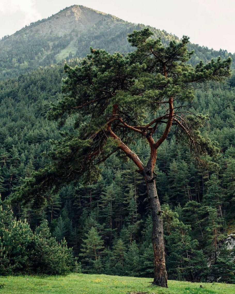 Еловый лес Сочи