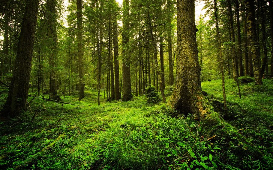 Лесной пояс Кавказа