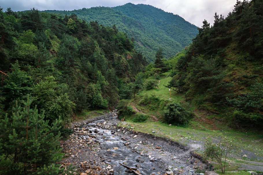 Реликтовый лес Кавказа
