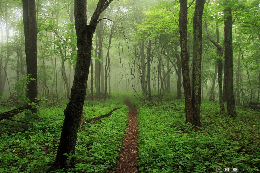 Самурский лиановый лес в Дагестане