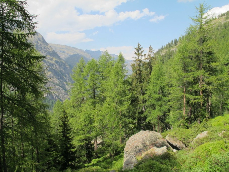 Кедровая аллея Никко