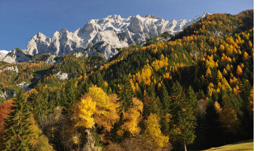 Сосновый Бор черничник