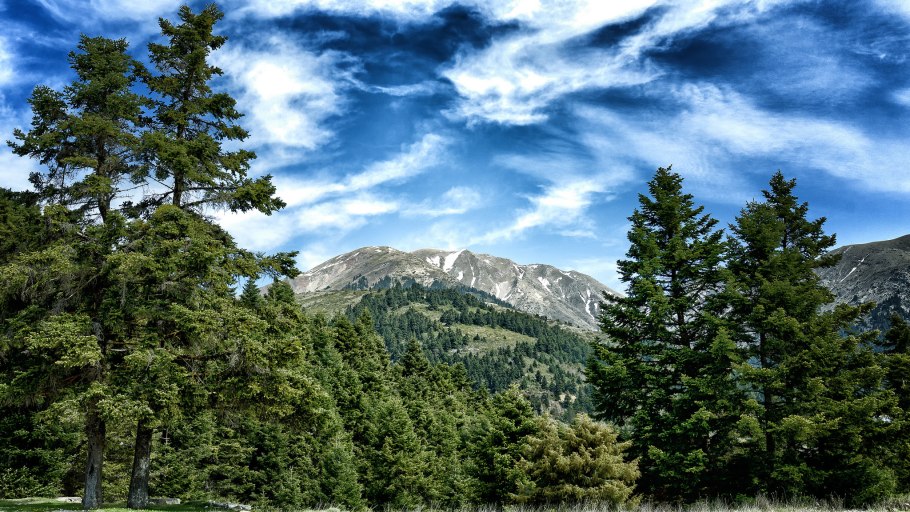 Хвойный лес и горы горный Алтай