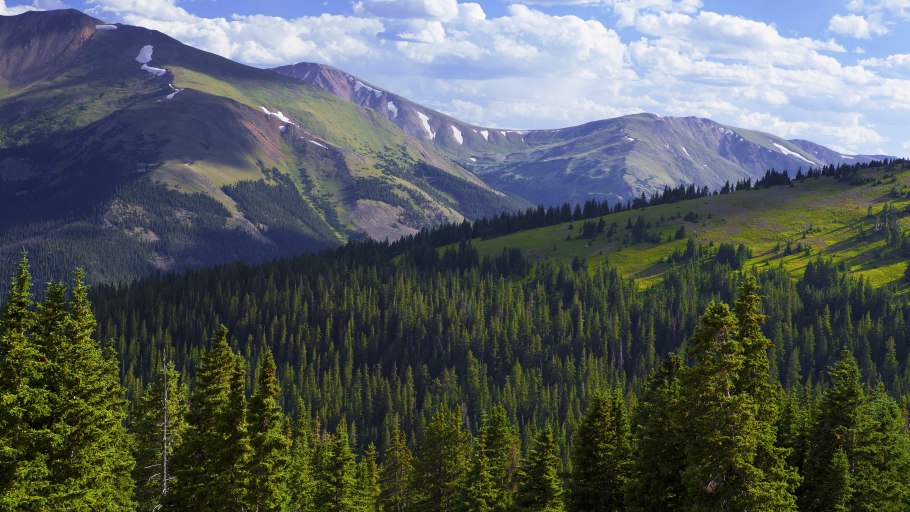 Штат Форкс лес