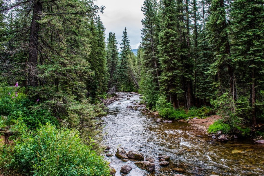 Тайга хвойные леса Сибири
