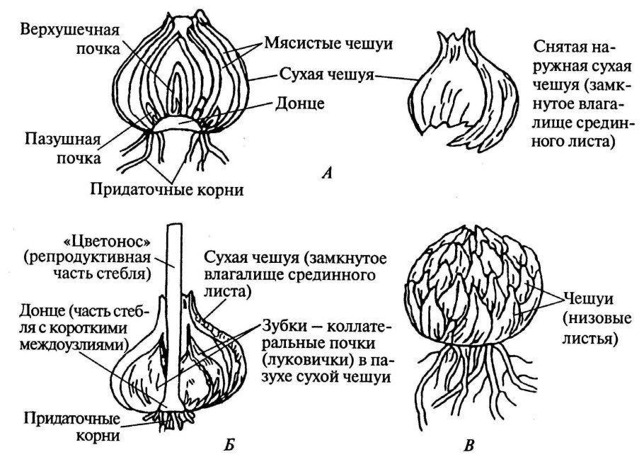 Корень пролеска луковица