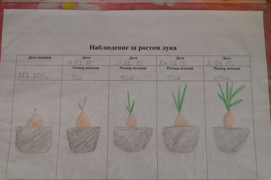 Опыт с луком