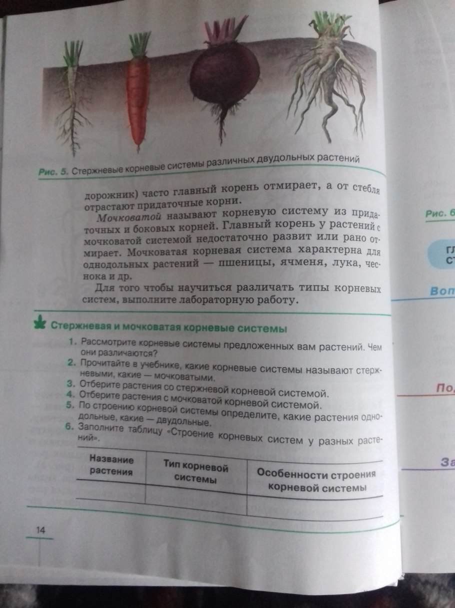 Allium schoenoprasum гербарий