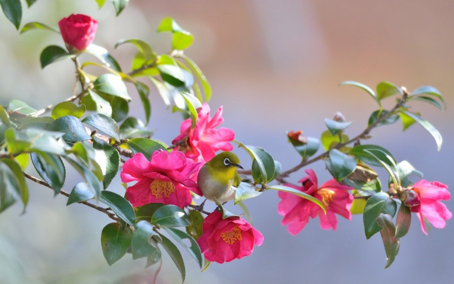 Шиповник Воронцовский куст