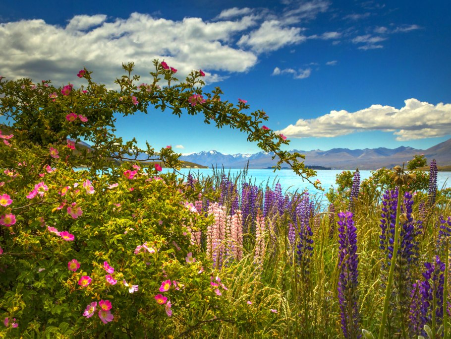 Ветка шиповника с цветами