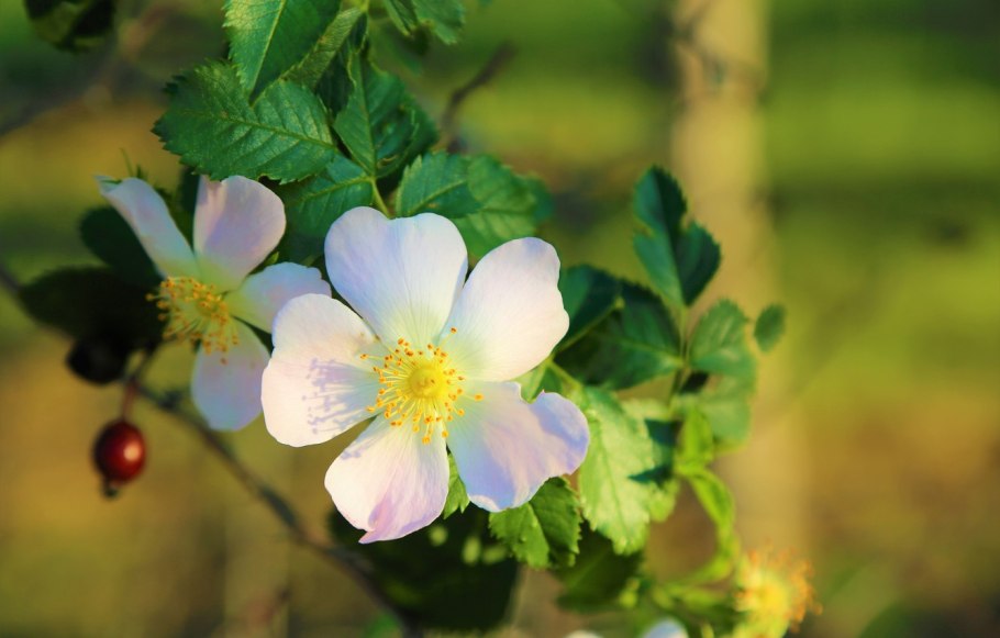 Шиповник мелкоцветный чашелистики
