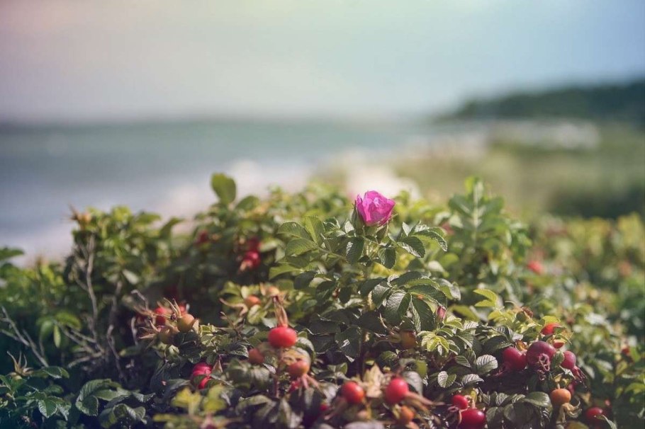 Веточка с цветами