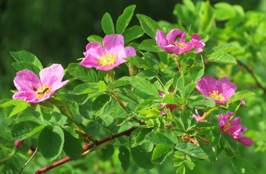 Шиповник Дикая роза ругоза