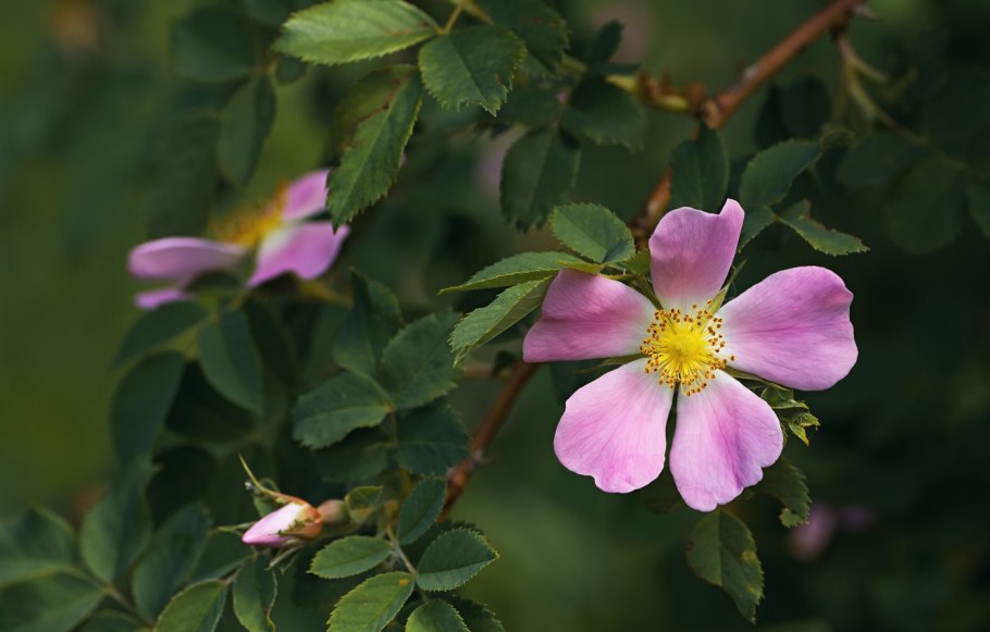 Жасмин шиповник цветы