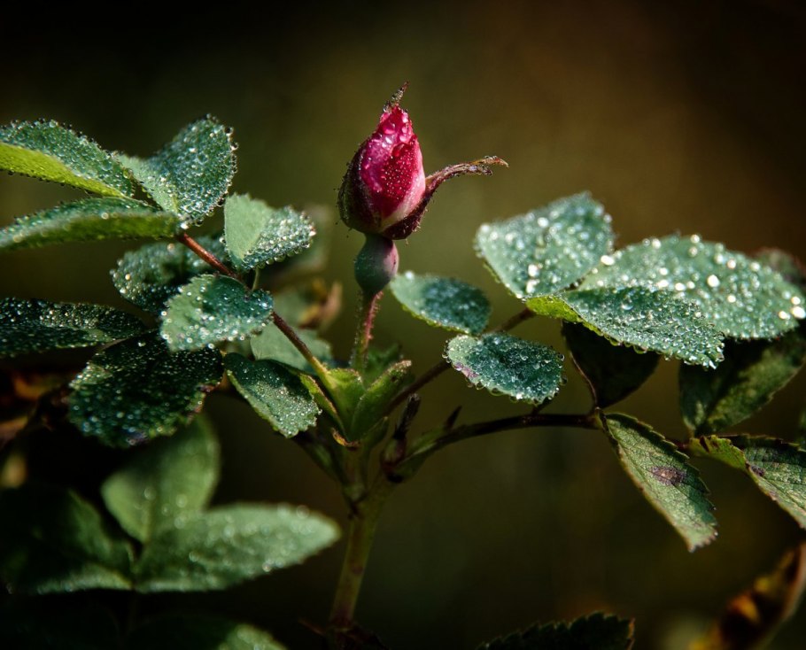 Жасмин шиповник цветы