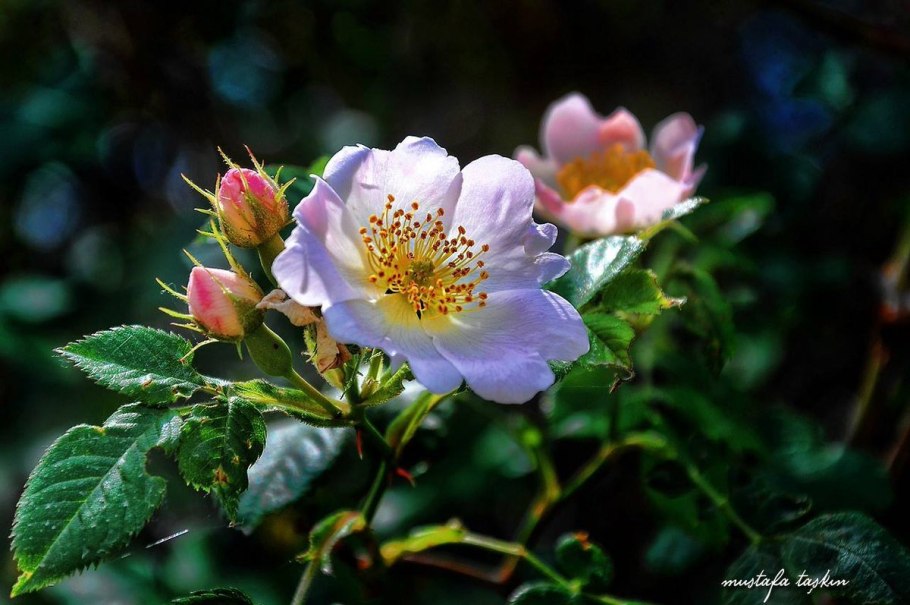 Кустовые розы шиповник