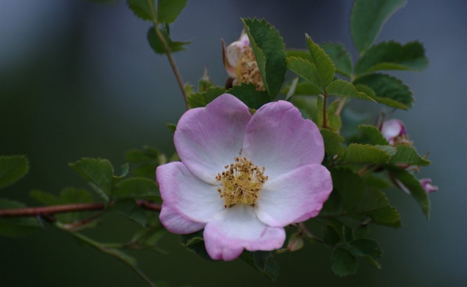 Цветущая ветка шиповника