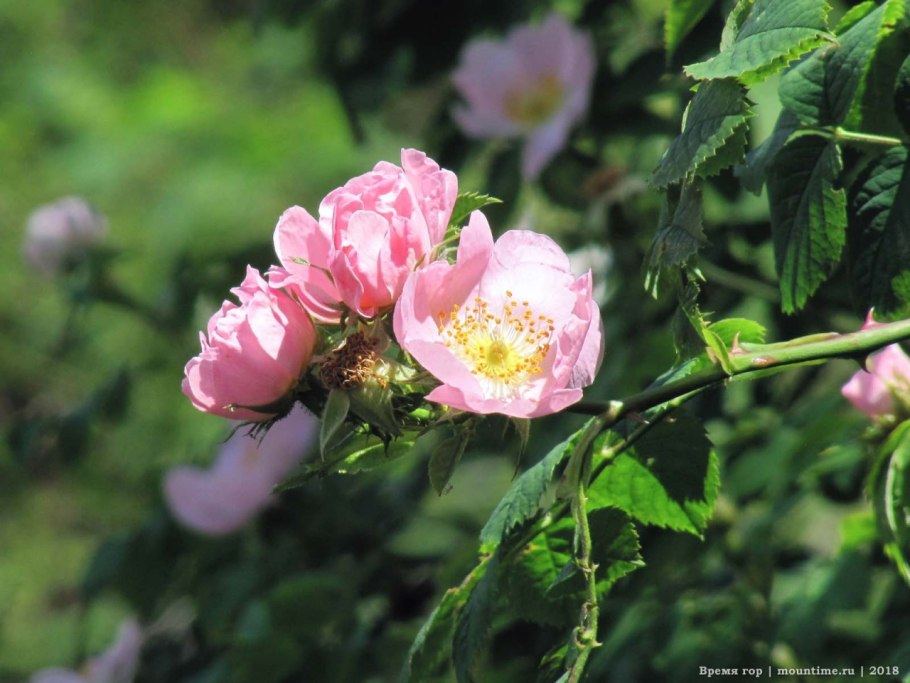 Шиповник в природе