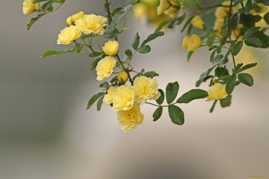 Пионы и шиповник